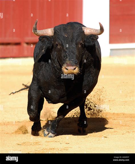 angry bull pics|picture of a mad bull.